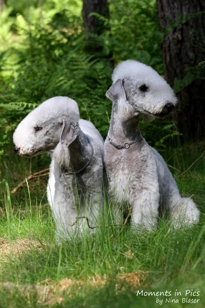 2010-05-29 Alanna und Svet (13).jpg - Airis Blue Volshebny Svet & his daughter Arc-en-ciel Alanna 2010-05-29